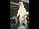 https://image.noelshack.com/fichiers/2020/41/6/1602329527-biggest-polar-bear.jpg