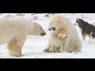 https://image.noelshack.com/fichiers/2020/41/6/1602331911-dogvideo-dognpolarbear-hd.jpg