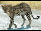 https://image.noelshack.com/fichiers/2020/44/1/1603723828-namibie-etosha-leopard-01edit.jpg