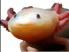 https://image.noelshack.com/fichiers/2020/44/3/1603920159-sufurnu.png