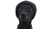 https://image.noelshack.com/fichiers/2020/45/1/1604346661-1599941988-chien.png