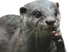 https://image.noelshack.com/fichiers/2020/45/6/1604761391-otter1.png