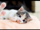 https://image.noelshack.com/fichiers/2020/47/2/1605605484-arrivee-dun-chaton-a-la-maison.jpeg