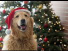 https://image.noelshack.com/fichiers/2020/47/2/1605607936-festive-dog-picture-id861560094.jpg