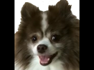 https://image.noelshack.com/fichiers/2020/47/3/1605698436-1605646245-1545487858-chien.png