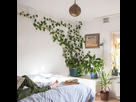 https://www.noelshack.com/2020-47-4-1605815516-plant-climbing-wall-bedroom-mamabotanica-instagram.jpeg