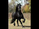 https://image.noelshack.com/fichiers/2020/48/2/1606221928-friesian-stallion.jpg