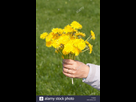 https://www.noelshack.com/2020-49-5-1607116095-hand-holding-bouquet-de-pissenlit-f1n04x.jpg