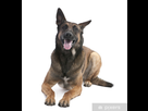 https://image.noelshack.com/fichiers/2020/49/6/1607126286-stickers-berger-belge-de-malinois-2-ans-jpg.jpg