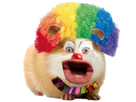https://image.noelshack.com/fichiers/2020/50/4/1607640336-cochon-d-inde-clown2.png