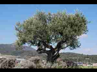 https://image.noelshack.com/fichiers/2020/50/6/1607803067-arbre-olivier1.jpg