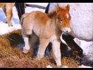 https://image.noelshack.com/fichiers/2020/51/3/1608156319-yakut-horse-foal.jpg