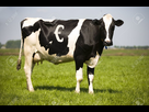 https://image.noelshack.com/fichiers/2020/51/5/1608292669-5110483-vache-a-lait.jpg