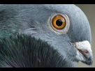 https://image.noelshack.com/fichiers/2020/51/7/1608469015-pigeon-1.jpg