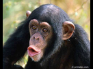 https://image.noelshack.com/fichiers/2020/52/7/1609074035-c1835eb76a-50083714-chimpanze-primates-com.jpg