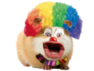 https://image.noelshack.com/fichiers/2021/01/2/1609802637-1607640336-cochon-d-inde-clown2.png