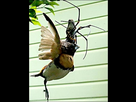 https://image.noelshack.com/fichiers/2021/01/6/1610208308-araignee-oiseau-pris-au-piege-434d30f5922d649384492af2d46aa4389c902a92.jpg