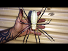 https://image.noelshack.com/fichiers/2021/01/6/1610208416-grosse-araignee-nephile-garage-australie.jpg