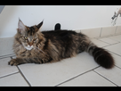 https://image.noelshack.com/fichiers/2021/01/7/1610309823-chats-maine-coon-chatterie-des-hauts-de-danay-1566385828.jpg