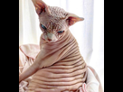 https://image.noelshack.com/fichiers/2021/01/7/1610310023-chat-avec-plis-sphynx-xherdan-005.jpg