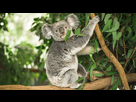 https://image.noelshack.com/fichiers/2021/03/2/1611066756-fiche-animale-monde-animal-koala.jpg