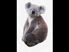 https://image.noelshack.com/fichiers/2021/03/2/1611069865-14-142326-koala-png-image-koala-clipart.jpeg