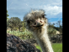 https://image.noelshack.com/fichiers/2021/03/4/1611186128-1280px-1423411249-17313790-head-of-ostrich-in-zoo-sigean-france-emu-ostrich.jpg