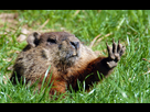 https://image.noelshack.com/fichiers/2021/05/2/1612221038-sassy-groundhog-groundhogbite0218.jpg