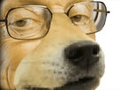 https://image.noelshack.com/fichiers/2021/05/2/1612292057-larry-doge.png