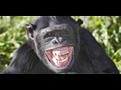 https://image.noelshack.com/fichiers/2021/05/2/1612299373-cover-r4x3w1000-57dfa8aa9143d-un-chimpanze-rit-de-toutes-des-dents.jpg