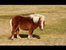 https://image.noelshack.com/fichiers/2021/05/3/1612344955-shetland-pony-postbridge.jpg