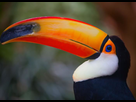 https://image.noelshack.com/fichiers/2021/05/4/1612400780-toucan-toco-photo-animalr.jpg