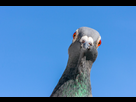 https://www.noelshack.com/2021-05-4-1612467703-pigeon-frank-cornelissen-edit.jpeg