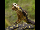 https://image.noelshack.com/fichiers/2021/06/2/1612908953-snake-with-open-mouth.jpg