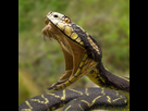 https://image.noelshack.com/fichiers/2021/06/2/1612909082-snake-with-open-mouth.jpg