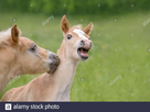 https://image.noelshack.com/fichiers/2021/06/4/1613058693-two-funny-haflinger-horses-foals-playing-side-by-side-in-a-green-grass-meadow-they-are-best-friends-2aphryy.jpg