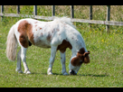 https://image.noelshack.com/fichiers/2021/06/4/1613059316-shetland-pony.jpg