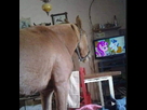 https://image.noelshack.com/fichiers/2021/06/4/1613059672-horse-tv.jpg