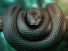 https://image.noelshack.com/fichiers/2021/07/2/1613462464-black-mamba.jpg