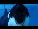 https://image.noelshack.com/fichiers/2021/07/5/1613700170-blackfish-12.jpg