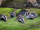 https://image.noelshack.com/fichiers/2021/08/1/1613976263-badger-cubs.jpg