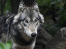 https://image.noelshack.com/fichiers/2021/08/2/1614110581-cover-r4x3w1000-5e2719e3ca221-wolf-3241382-1920.jpg