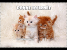 https://image.noelshack.com/fichiers/2021/08/2/1614119788-0644f2c3-8a73-46a3-82a9-24dc69c1951d.jpeg