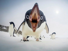 https://image.noelshack.com/fichiers/2021/08/5/1614343724-a-penguin-s-mouth-is-so-scary.jpg