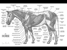 https://image.noelshack.com/fichiers/2021/09/1/1614627577-horse-anatomy-the-muscles-by-wiggle-chicken.jpg