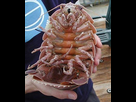 https://image.noelshack.com/fichiers/2021/09/5/1614961422-giant-isopod.jpg