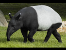 https://image.noelshack.com/fichiers/2021/10/1/1615239978-fiches-animaux-tapir-de.jpg