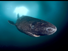 https://image.noelshack.com/fichiers/2021/10/3/1615394589-greenland-shark-ice-lancaster-sound-baffin-island.jpg