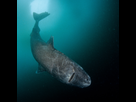 https://image.noelshack.com/fichiers/2021/10/3/1615406660-oconnor-strange-gruesome-story-greenland-shark.jpg