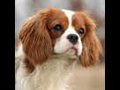 https://image.noelshack.com/fichiers/2021/10/4/1615502697-calendrier-cavalier-king-charles-2021.jpg